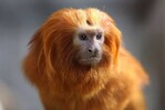 Nace en un zoo de Francia un mono dorado, el primero fuera de Asia