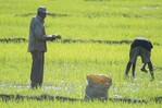 EE. UU. considera importante derogar decreto que salvaguarda la producción de arroz de RD