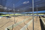 Punta Bergantín desarrolla vivero de especies nativas y amenazadas para la conservación ambiental