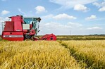 El arroz estadounidense compite con respaldo del presupuesto